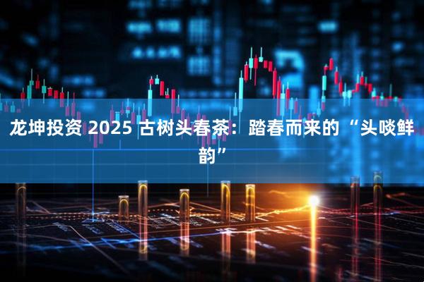 龙坤投资 2025 古树头春茶：踏春而来的 “头啖鲜韵”